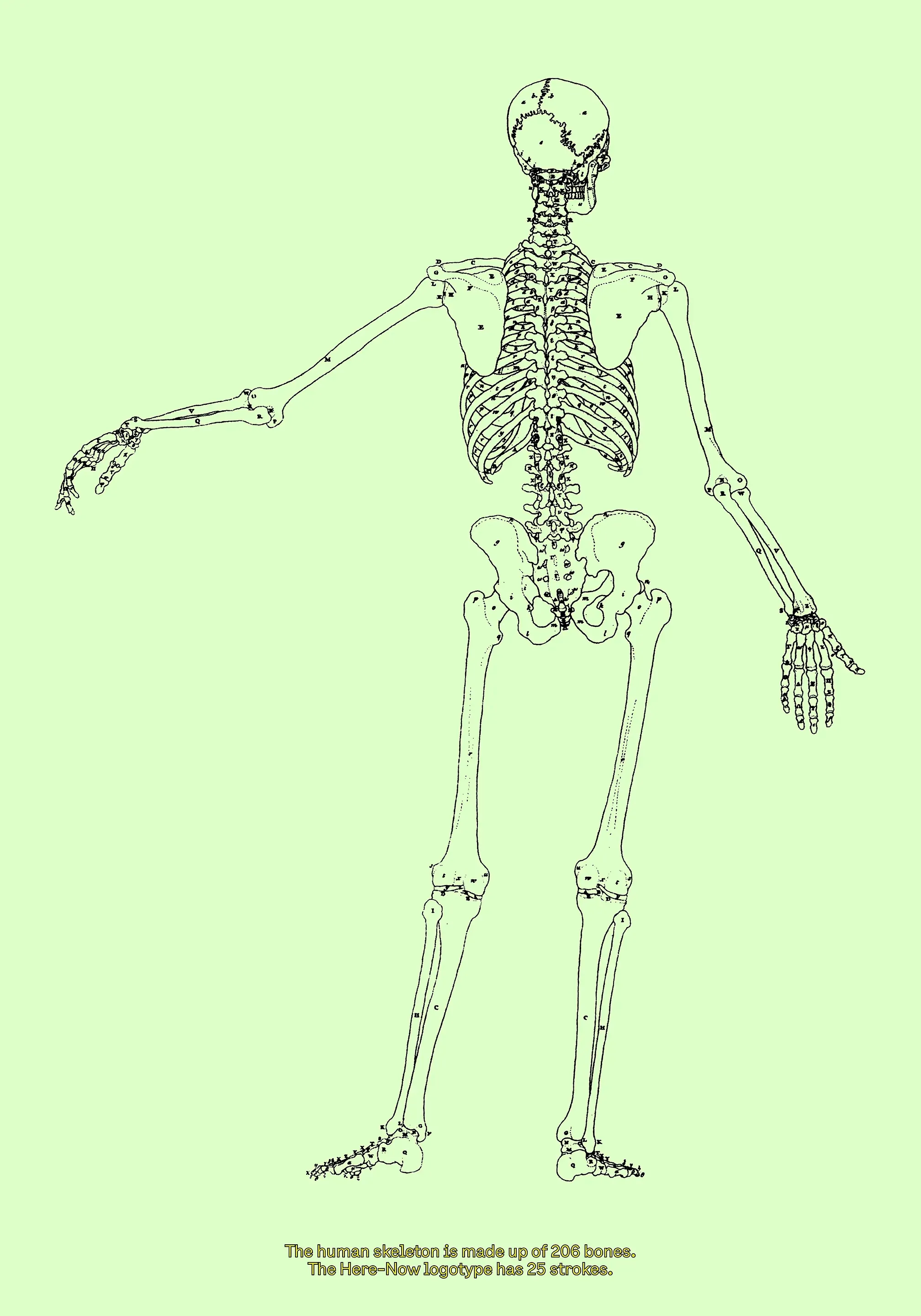 Line drawing of a skeleton from behind: “The Here-Now logotype has 25 strokes.”