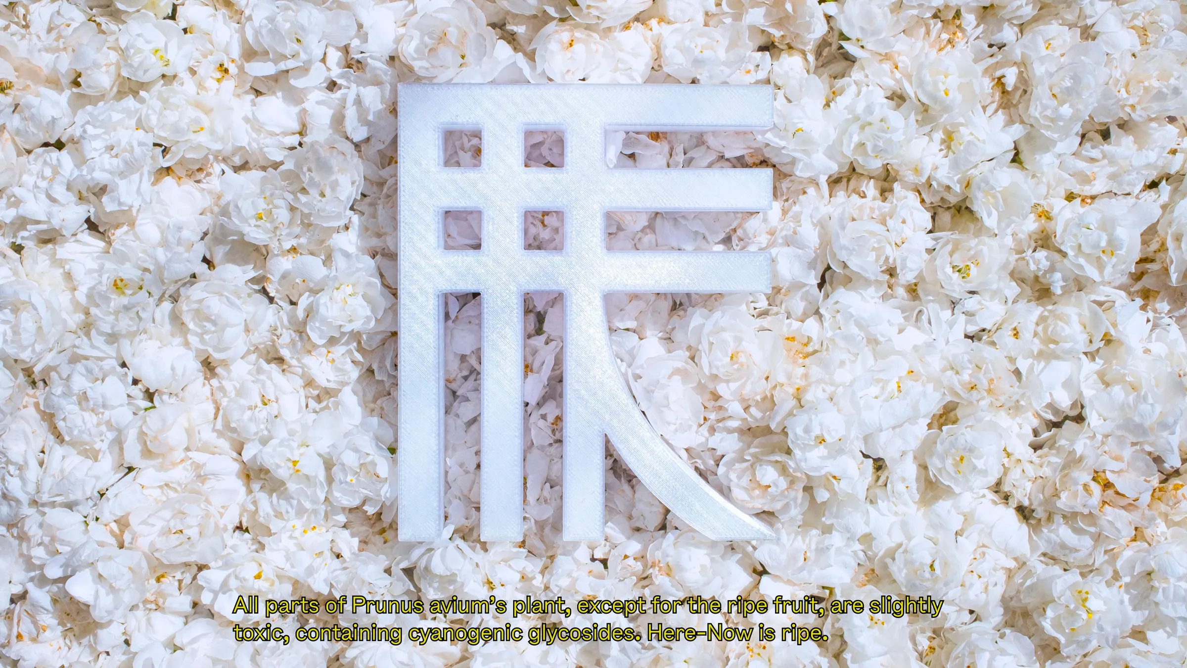 White Here-Now glyph on a bed of white flowers, captioned “Here-Now is ripe.”